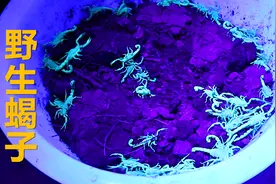 晚上抓蝎子用紫光灯，一抓一个准！一晚能抓一百多只，收入四五百视频封面