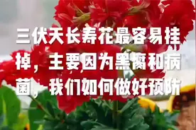三伏天长寿花最容易挂掉，主要因为黑腐和病菌，我们如何做好预防视频封面