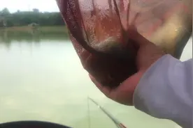 用双铅钓法挂玉米配合原塘颗粒打窝，效果就是这么好。钓草鱼视频封面