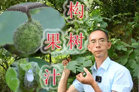 常见构树又名楮桃，果与花穗可吃，汁液收集10毫升60元视频封面