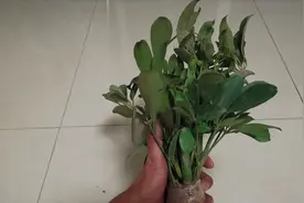 定点养蜂没有蜜源怎么办？小黄教你一招轻松解释蜜源问题