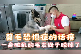 剪毛恐惧症的阿拉斯加话痨，终于脱掉了一身脏乱的毛发，属实不易