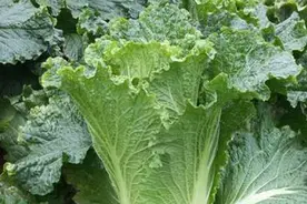 不管养花还是种菜，小小药片显示出神奇作用，生根壮苗防病害视频封面