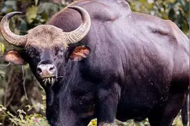 世界上最大最凶的牛，是牛魔王的原型视频封面