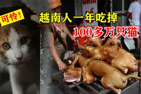 猫肉到底什么味？一年吃掉100万只，越南人为何爱吃猫？视频封面