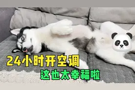 主人怕狗狗中暑，24小时给狗狗开空调降温，这也太幸福了吧！