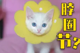 主人为了不让绝育后的猫咪自卑，全家都带上了脖圈，太温馨了！视频封面
