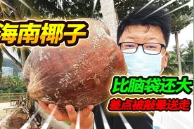 海边发现海南野生椰子，比我的脑袋还要大两倍，这个洞里藏着什么视频封面