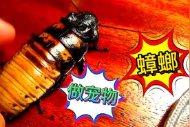 奇闻|国外小伙养蟑螂做宠物，竟还让它爬到脸上，这是什么操作？