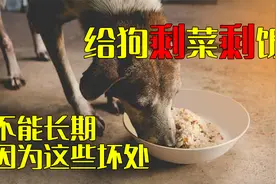 给狗吃剩菜剩饭是可以，但绝不能长期，因为有这些坏处视频封面