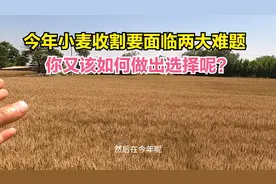 今年小麦收割要面临两大难题，农民又该如何做出选择呢？视频封面