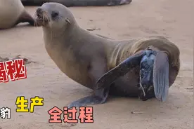 海豹妈妈分娩难产，小分队追踪全过程视频封面