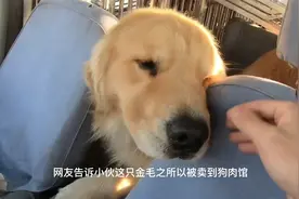 被卖狗肉馆，还被狗贩卖血的金毛，小伙2500救下后重获新生视频封面