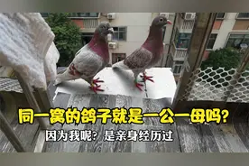 昨天评论区有人说，同一窝生的鸽子就是一公一母？说我不懂养鸽子视频封面