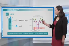 医学免疫学：八.适应性免疫细胞—T细胞与B细胞视频封面