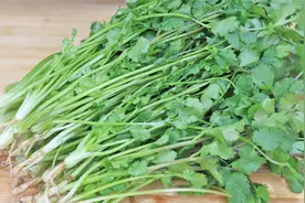 终于找到香菜最好吃的做法了，鲜嫩脆爽又开胃，比大鱼大肉还香！视频封面