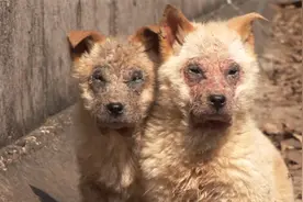 狗狗感染皮肤病毁容形同怪物，被主人遗弃排水渠，获救后蜕变重生视频封面