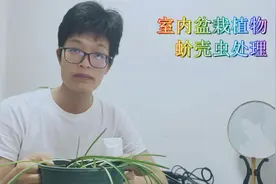 室内盆栽植物感染蚧壳虫，别喷药，用酒精就能清除视频封面