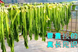 正宗四川盐菜制作方法，晒晒太阳就能做的美味，看完做法长见识了视频封面