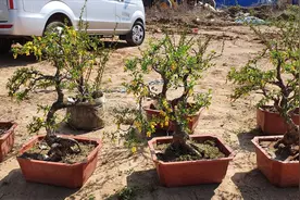 农村花卉集市，要价260元的老桩金雀盆景，值吗？视频封面