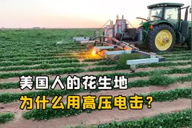 美国人种植的花生，为什么用高压电击？这不是多此一举吗？视频封面