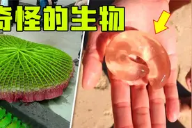 那些看起来像来自外星球的东西！海滩上的透明“果冻”是什么？视频封面