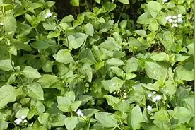 藿香蓟又名白花臭草，懂它的人煮水，解决万千家庭的烦恼！