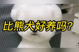 比熊犬好养吗？视频封面