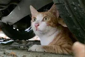 流浪猫饿了居然跑到门口叫人喂，太聪明了，它快要成精了视频封面