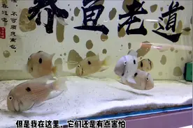 给观赏鱼投喂冰冻丰年虾，如何清洗和投喂？视频封面