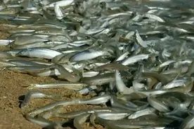 西藏湖泊里有8亿公斤的鱼，为什么没人敢吃？当地人说出其中秘密视频封面