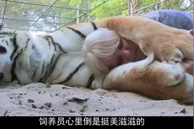 老虎睡觉必须要抱着饲养员，非常粘人，谁知睡醒后却立马翻脸视频封面