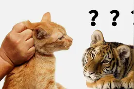 假如捏住老虎的后颈肉，它会不会像猫一样变乖？看完就知道了视频封面