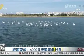 又逢天鹅归来时！6000只天鹅成群结队来过冬，来威海共赴浪漫之约视频封面