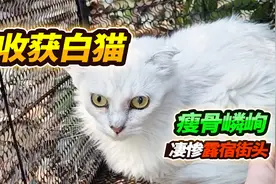 抓团团的笼子捕到流浪猫，这一定是谁家偷跑出来的，主人请联系我视频封面