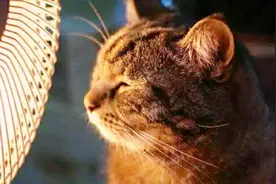 狗可以运用成警犬，猫为什么被淘汰？有“警猫”吗视频封面