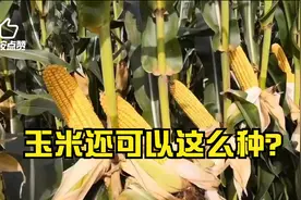 玉米还能这样种？种稀种密都可以，隆平中玉303种出新标杆视频封面