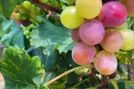 惠东葡萄园摘葡萄，巨峰25元/斤，阳光香印50元/斤，清甜，价格贵视频封面