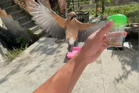 小伙学会召唤鸟类的方法，召之即来