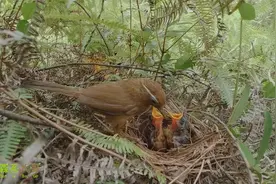 小画眉鸟不停喊饿，螳螂、蚂蚱都是它们的食物视频封面