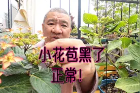 有些绣球小花苞“发黑”或“萎蔫”是正常现象？平顶绣球经验分享视频封面