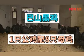 巴山黑鸡：一只公鸡配8只母鸡