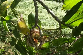 绣眼鸟育雏第10天：小鸟都长大了，小小的鸟窝变得拥挤不堪