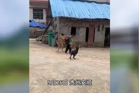 狗狗持续三年接小主人放学回家：像大人拉着小孩的手一样视频封面