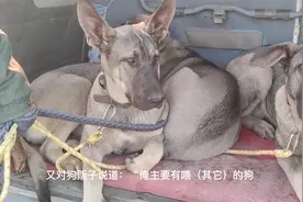 大爷笑看狗狗被夹上狗肉车，数着钱大妈笑道：再去要个小金毛视频封面