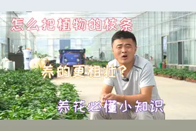 养花总是瘦弱难看怎么办？学会这几招，枝条健壮开花美。视频封面