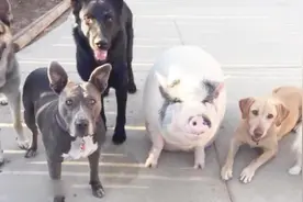 一头猪和5只狗养在一起，结果被成功带跑偏，行为举止都和狗一样视频封面