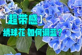 想养出蓝色的绣球花？用这个方法，简单实用，见效快