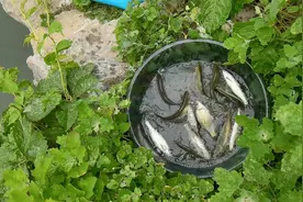 霏奢曼-济南小清河五柳闸连续垂钓21天第3天，路亚台钓大pk