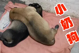 2只小奶狗叫个不停，狗妈妈也急得嘤嘤叫，第一次当妈不知所措视频封面